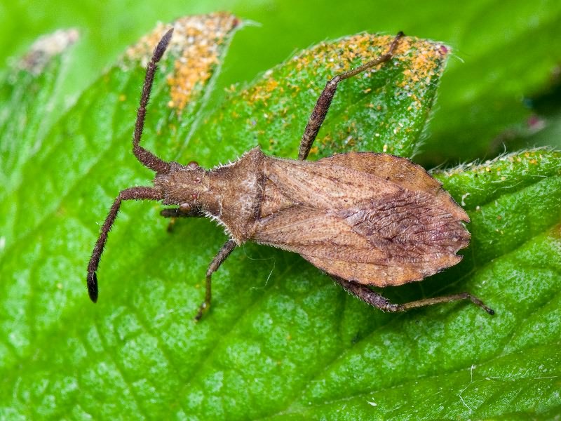 Coriomeris denticulatus (Scopoli, 1763)